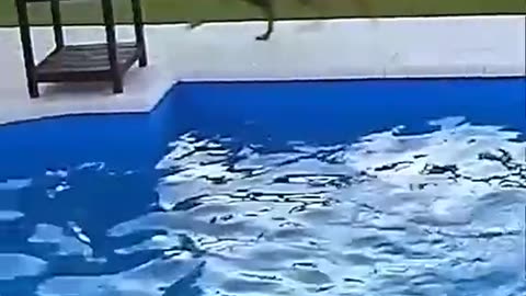 Blind Dog Slipped Into a Pool :(