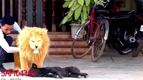 The lion VS Dogs