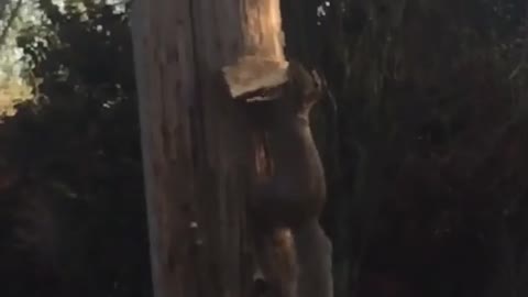 Squirrel Feasts on Pizza for Breakfast