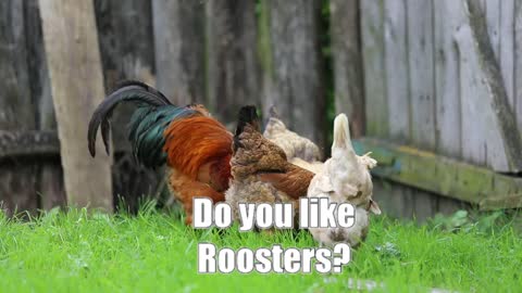 Florida Man is Charged🚓 with Roostercide 🐓🐓