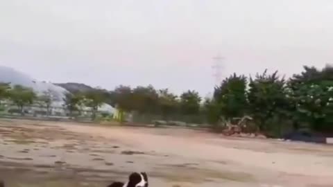 Dog playing with baloon