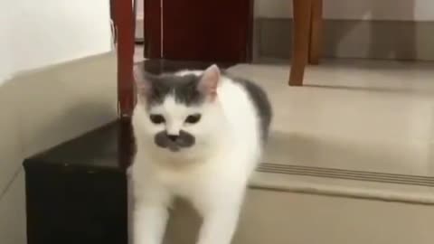 Funny Cat