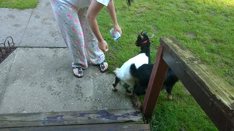 Struggling To Keep Baby Goats Out Of Flower Bed