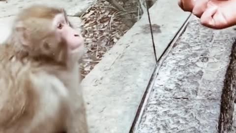 Confused Monkey