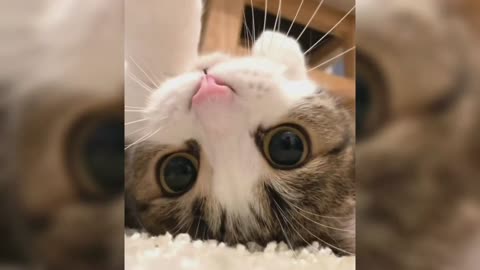 The kitten is curious about you