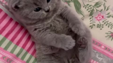 Funny and cute cats lezy play video