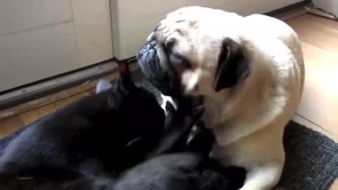 Joep the Pug receiving a massage from Frits the Ca_batch