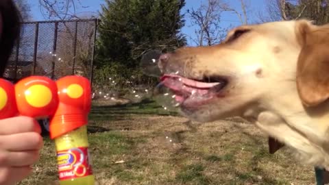 17 dogs who go bananas for bubbles