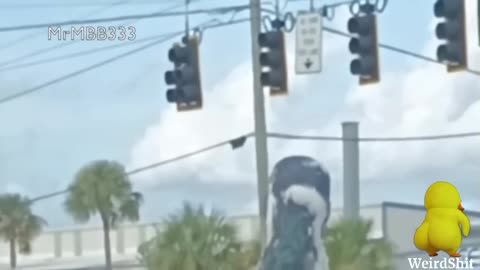 FLORIDA WOMAN RECORDS THE MOST BIZARRE EVENT WHILE DRIVING 65MPH