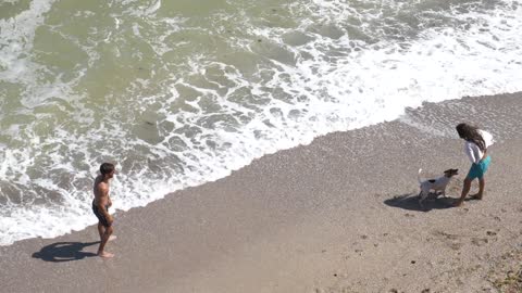 Summer dog in beach playing