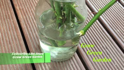 How to grow rose cuttings in water