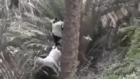 Goat climbing down from a date tree