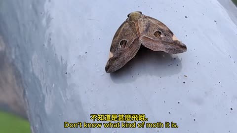 不知名的飛蛾 unknown moth