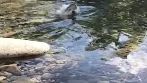 dog swimming