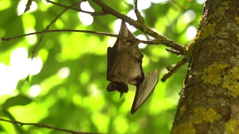 Close Up Shot of Bat Hanging on the Tree