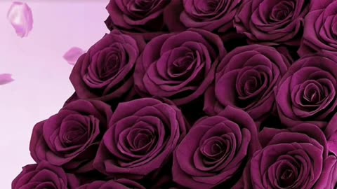 Forever Flowers for Delivery Prime, Real Fresh Purple Rose & Heart Shaped Balloon for Valentines Day