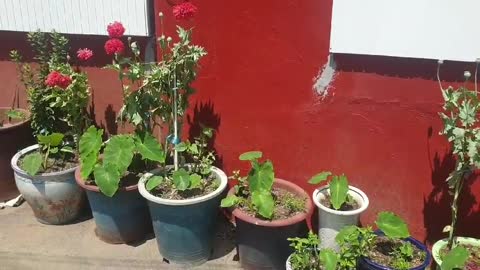 Flowerpot with unknown flowers