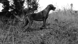 Fuzzy B&W Film Makes Dog Look Like His Great Famous Ancestors