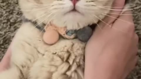 So cute cat videos