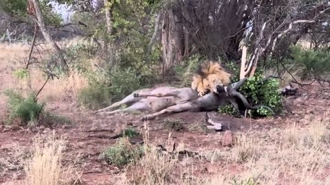 Lion vs. Kudu: The Struggle for Survival 🦁🦌