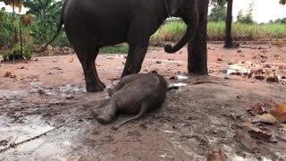 ตอนที่ 4 ดีดๆๆๆ คลานๆๆ หมอบๆๆ baby elephant