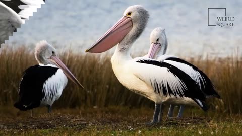 weird facts about pelicans