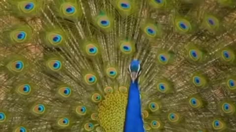 Peacock Dance