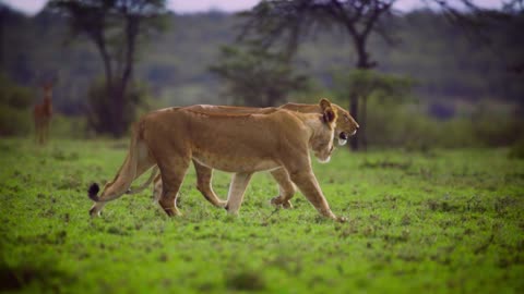 Pair of Lionesses Walking Together | Nature