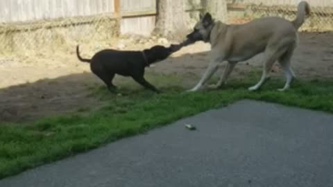Pit Bull vs Mastiff mix