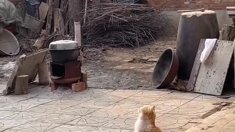 The Chicken and The Hungry Cat