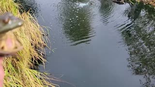 Get up close with frogs