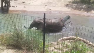 Dallas Zoo - Elephants at play