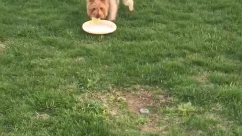 Small brown dog carries tennis ball and frisbee