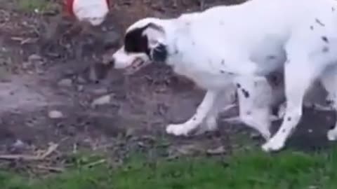 Ultimate Funny Dog Getting Scared 🐕🐶