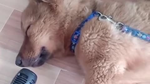 A dog sings while sleeping