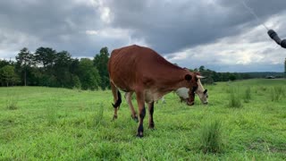 Cow Friends