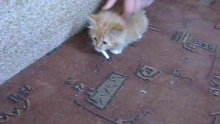 Kitten and cigarette