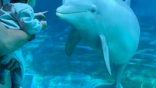 Baby Befriends Two Dolphins