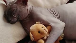 Cat sleep in peace with her Teddy bear Toy