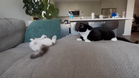 Very Funny Cat Videos