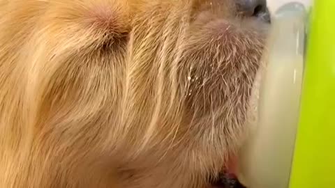 The dog who hasn't opened his eyes is lovely to the heart