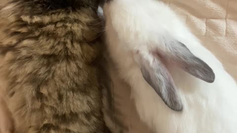 Pets Sleeping Underneath The Bed Sheet(Cat And Rabbit)