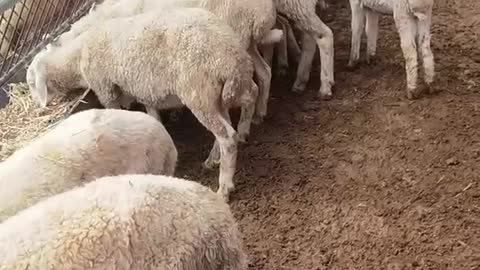 flock of sheep having dinner