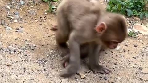 cute monkey