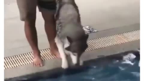 Husky Is Scared Of Water | Adorable Dogs | Pets At Home