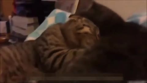 Funny cat video clip