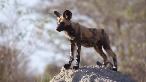 African wild dog pup sits on termite mound