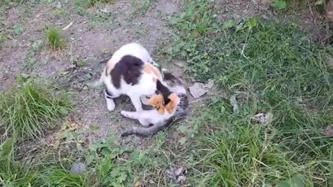 The mother is nursing her kittens 🥰 Mother plays with kitten.