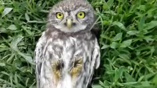 Precious Baby Owl Loves To Get Head Scratches
