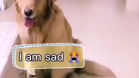 The retriever does not give sadness